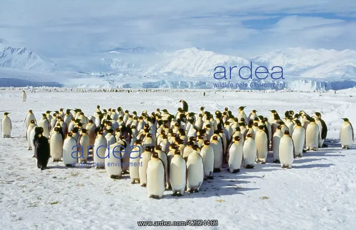 : EMPEROR PENGUINS - colony on ice : EMPEROR PENGUINS - colony on ice