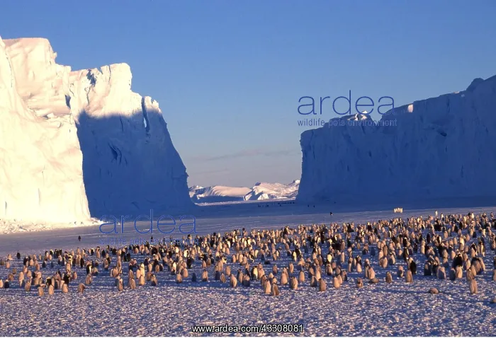 : EMPEROR PENGUINS - colony, with ice cliffs : EMPEROR PENGUINS - colony, with ice cliffs