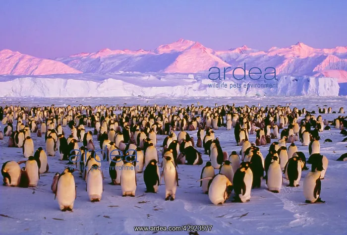  : EMPEROR PENGUINS - colony on ice, pink light
