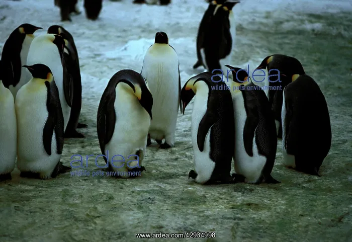 : Emperor penguins - displaying egg : Emperor penguins - displaying egg