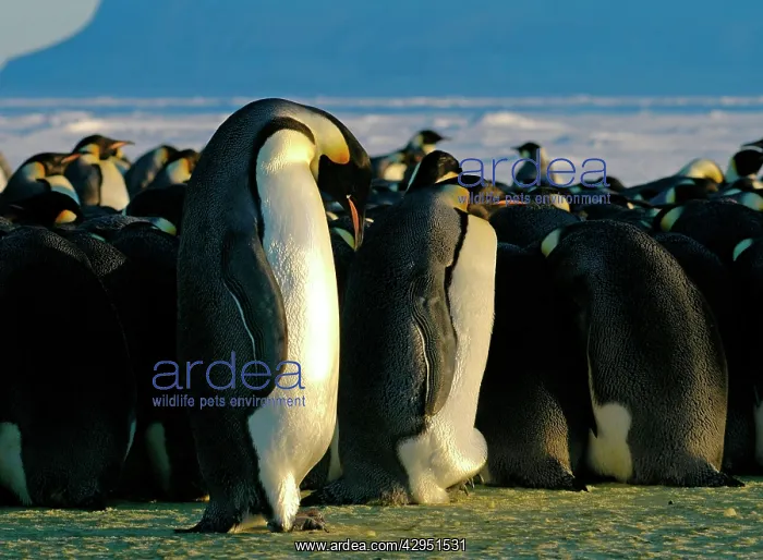 : Emperor Penguins - fat female that has been feeding : Emperor Penguins - fat female that has been feeding