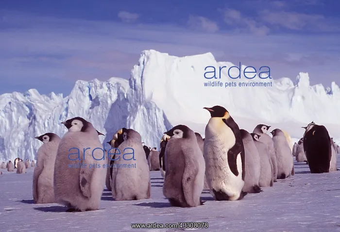 : EMPEROR PENGUINS - group with chicks : EMPEROR PENGUINS - group with chicks