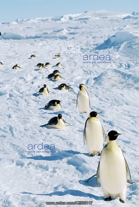 : EMPEROR PENGUINS - group returning from rookery : EMPEROR PENGUINS - group returning from rookery