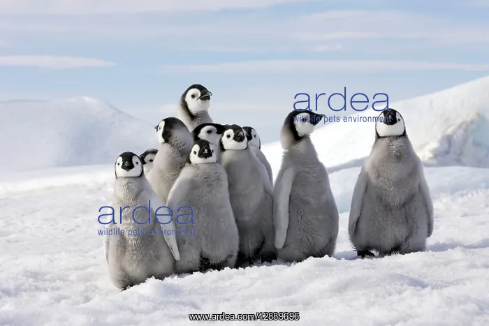 : Emperor Penguins. Group of young standing together : Emperor Penguins. Group of young standing together