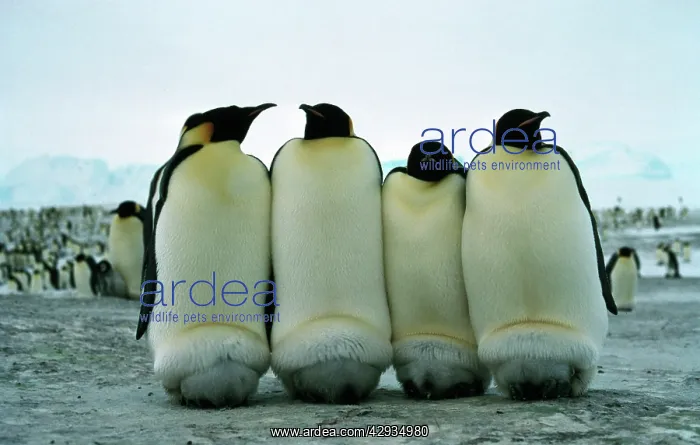 : Emperor penguins - keeping chicks warm : Emperor penguins - keeping chicks warm