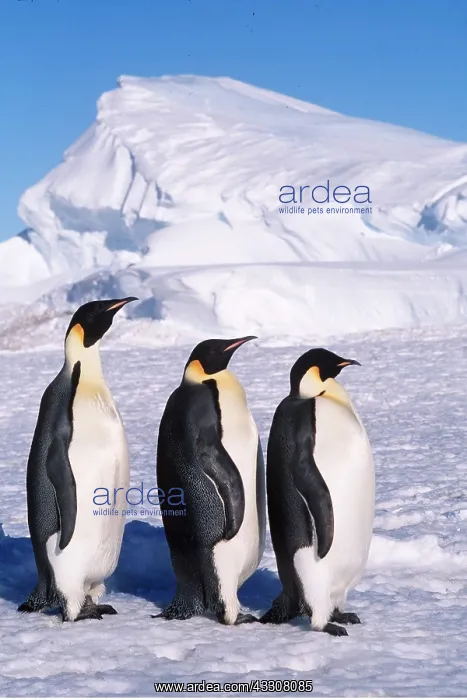 : EMPEROR PENGUINS - three in line : EMPEROR PENGUINS - three in line