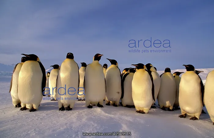 : Emperor penguins - small group : Emperor penguins - small group