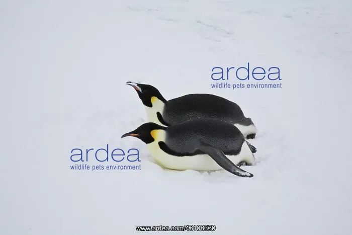 : Emperor Penguins tobogganing : Emperor Penguins tobogganing