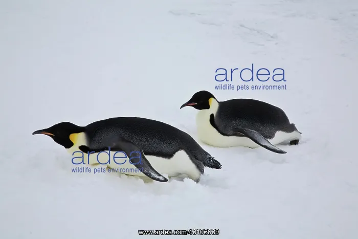 : Emperor Penguins tobogganing : Emperor Penguins tobogganing