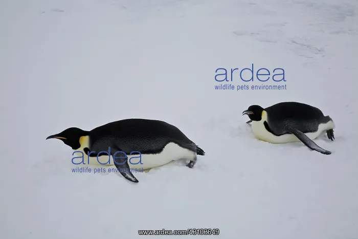 : Emperor Penguins tobogganing : Emperor Penguins tobogganing