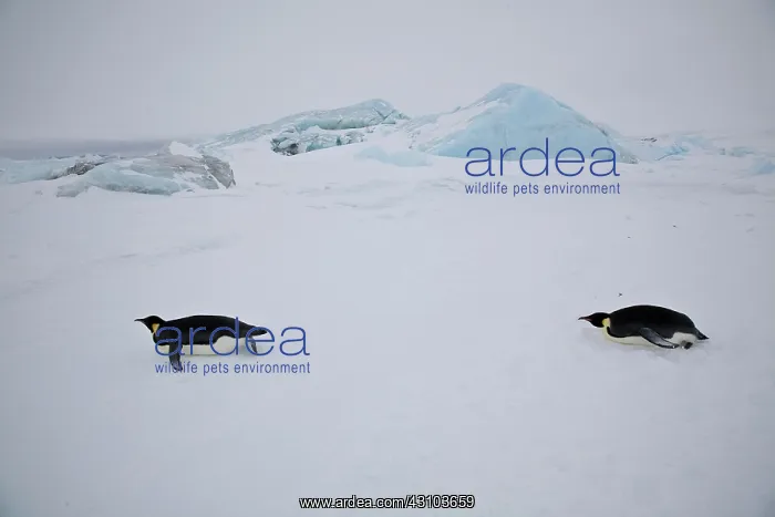 : Emperor Penguins tobogganing : Emperor Penguins tobogganing