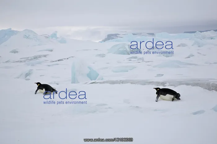 : Emperor Penguins tobogganing : Emperor Penguins tobogganing