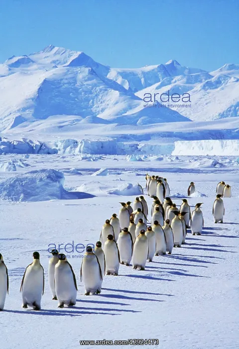 : Emperor Penguins - walk in line : Emperor Penguins - walk in line