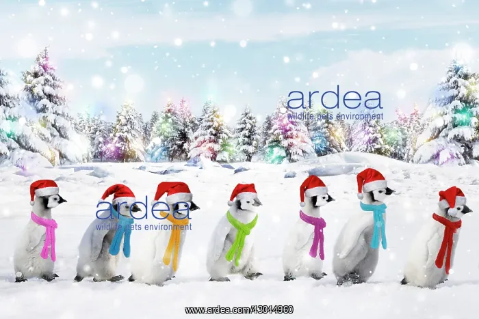 : Emperor Penguins walking in line wearing scarves : Emperor Penguins walking in line wearing scarves