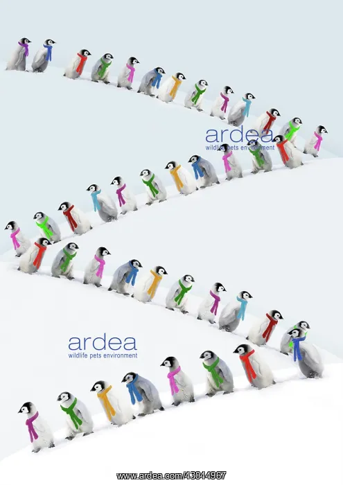 : Emperor Penguins walking in line wearing scarves : Emperor Penguins walking in line wearing scarves
