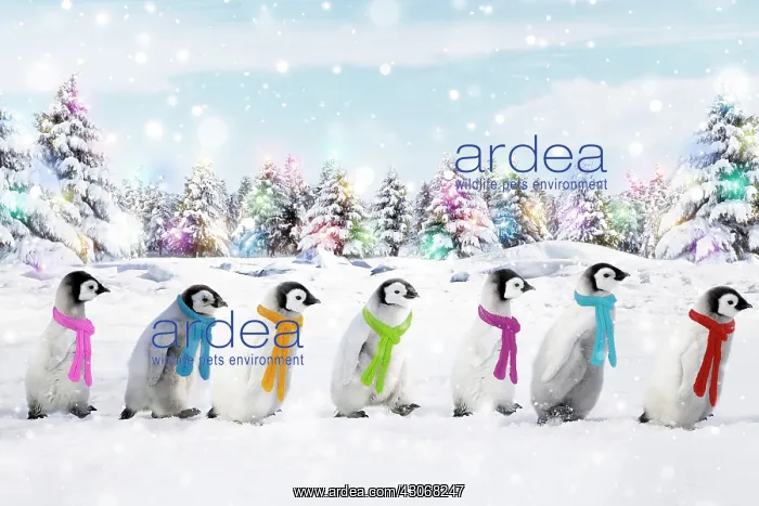 : Emperor Penguins walking in line wearing scarves : Emperor Penguins walking in line wearing scarves