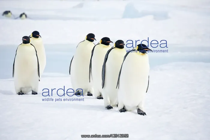 : Emperor Penguins - Six walking on sea ice : Emperor Penguins - Six walking on sea ice