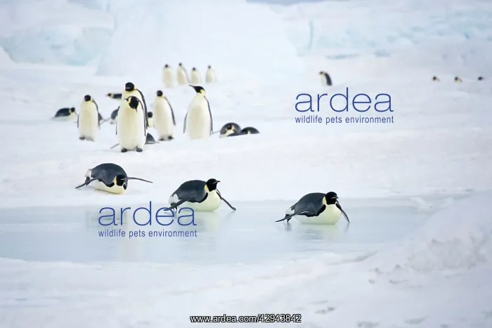 : Emperor Penguins - Walking on snow and tobogganing : Emperor Penguins - Walking on snow and tobogganing