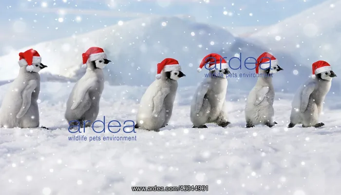 : Emperor Penguins wearing Christmas hats walking through snow : Emperor Penguins wearing Christmas hats walking through snow