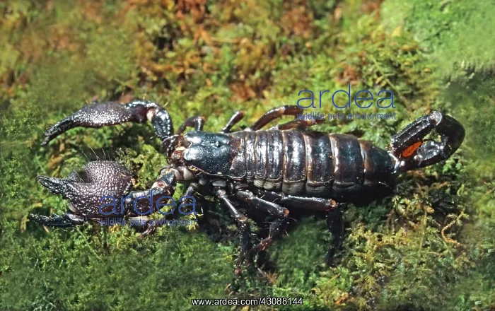 : Emperor Scorpion : Emperor Scorpion