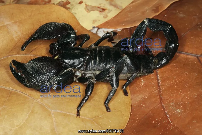  : Emperor Scorpion