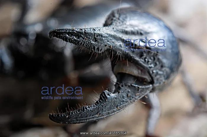 : Emperor scorpion (Pandinus imperator) captive : Emperor scorpion (Pandinus imperator) captive