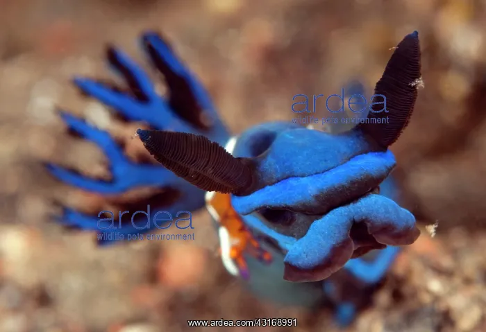 : Emperor Shrimp : Emperor Shrimp