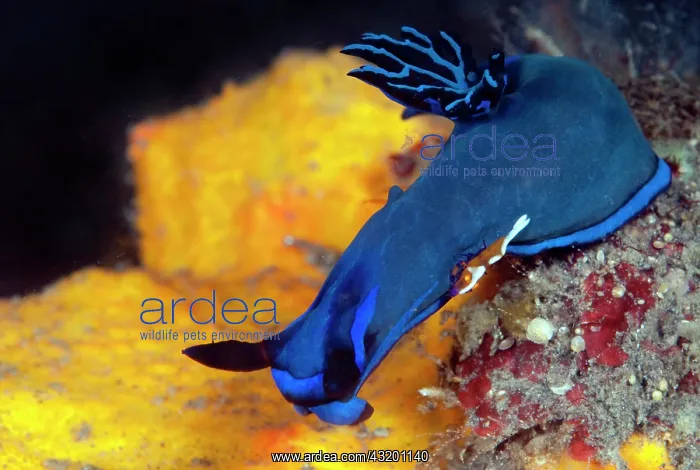 : Emperor Shrimp : Emperor Shrimp