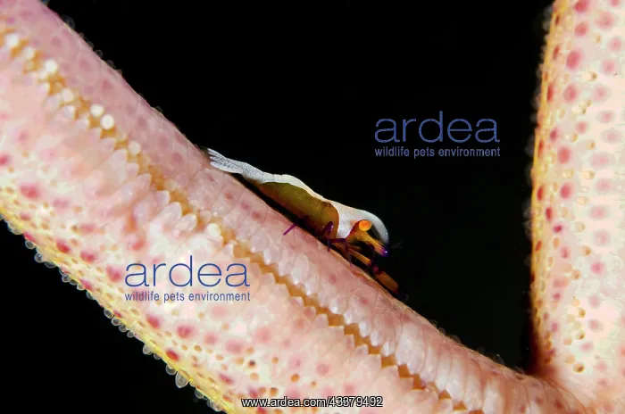 : Emperor Shrimp : Emperor Shrimp