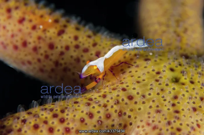  : Emperor Shrimp