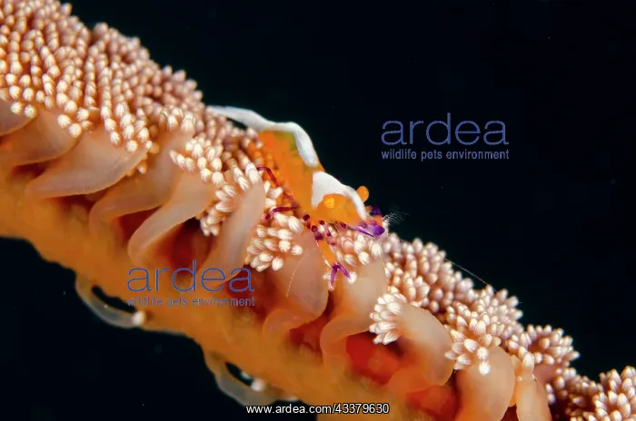 : Emperor Shrimp : Emperor Shrimp