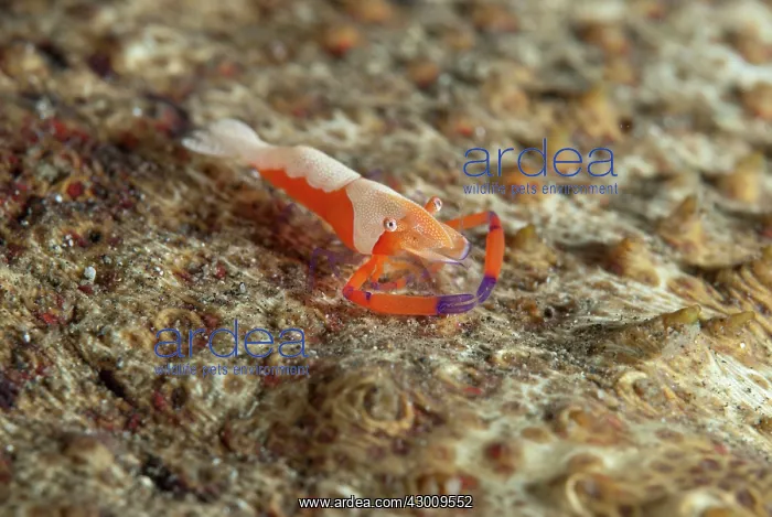 : Emperor Shrimp on Amberfish Sea Cucumber (Thelenota : Emperor Shrimp on Amberfish Sea Cucumber (Thelenota