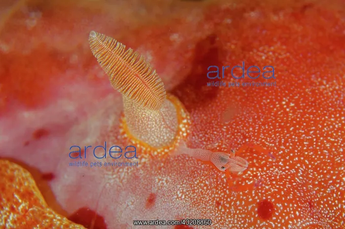 : Emperor Shrimp by rhinophore of Spanish Dancer (Hexabranchus : Emperor Shrimp by rhinophore of Spanish Dancer (Hexabranchus