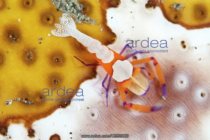 : Emperor Shrimp - on a Sea Cucumber : Emperor Shrimp - on a Sea Cucumber