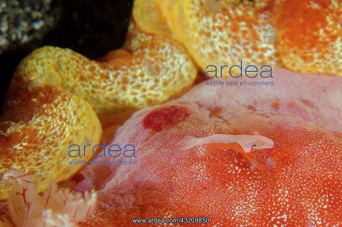 : Emperor Shrimp on Spanish Dancer (Hexabranchus sanguineus) : Emperor Shrimp on Spanish Dancer (Hexabranchus sanguineus)