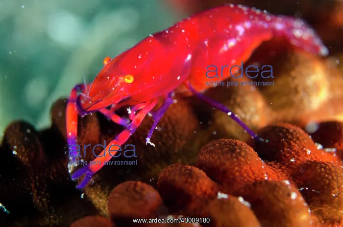 : Emperor Shrimp on Spotted Worm Sea Cucumber (Synapta : Emperor Shrimp on Spotted Worm Sea Cucumber (Synapta
