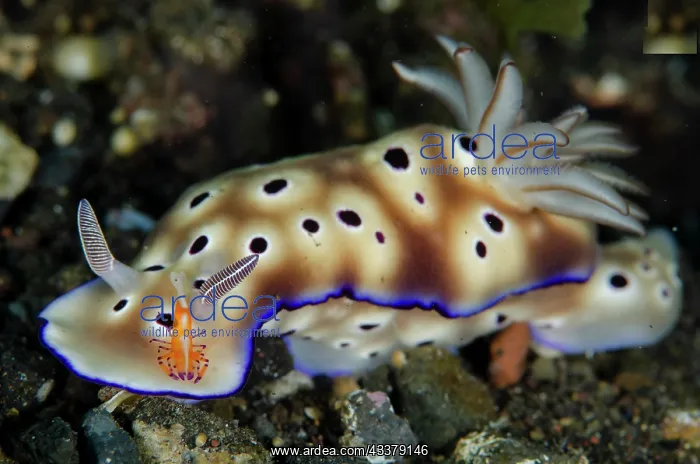 : Emperor Shrimp on Tryon's Nudibranch : Emperor Shrimp on Tryon's Nudibranch