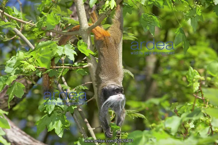 : Emperor Tamarin : Emperor Tamarin
