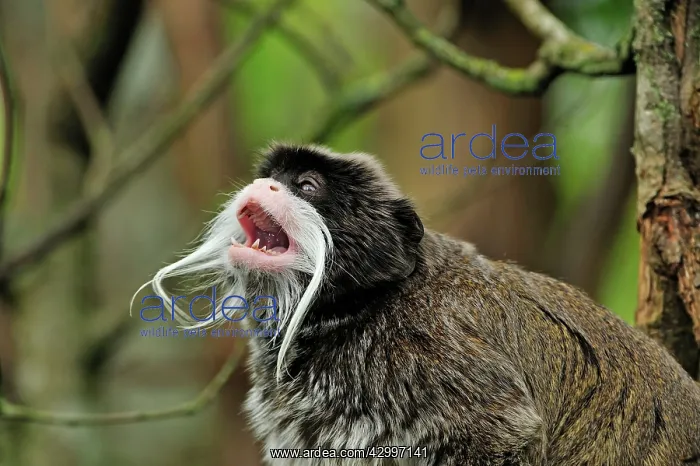 : Emperor Tamarin - calling : Emperor Tamarin - calling