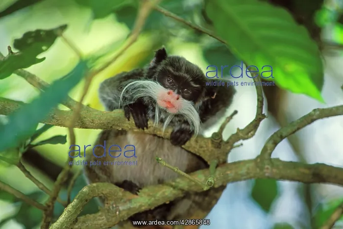 : Emperor Tamarin / Emperor Marmoset : Emperor Tamarin / Emperor Marmoset