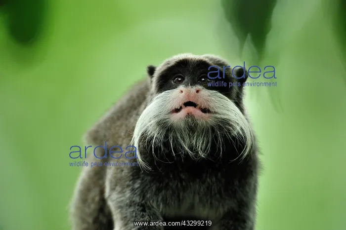 : Emperor Tamarin Manu National Park, Peru Saguinus imperator : Emperor Tamarin Manu National Park, Peru Saguinus imperator