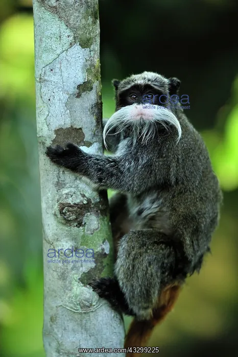 : Emperor Tamarin Manu National Park, Peru Saguinus imperator : Emperor Tamarin Manu National Park, Peru Saguinus imperator