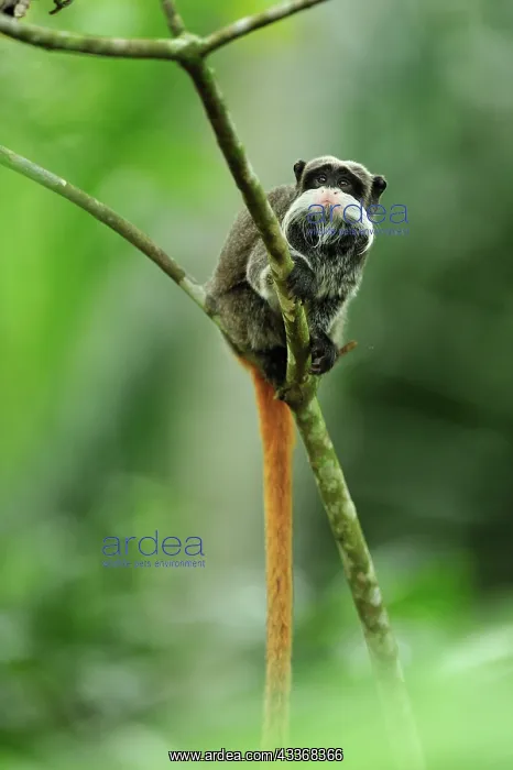 : Emperor Tamarin Manu National Park, Peru Saguinus imperator : Emperor Tamarin Manu National Park, Peru Saguinus imperator
