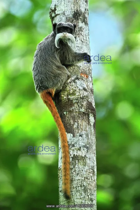 : Emperor Tamarin Manu National Park, Peru Saguinus imperator : Emperor Tamarin Manu National Park, Peru Saguinus imperator