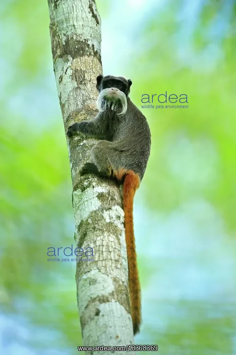 : Emperor Tamarin Manu National Park, Peru Saguinus imperator : Emperor Tamarin Manu National Park, Peru Saguinus imperator