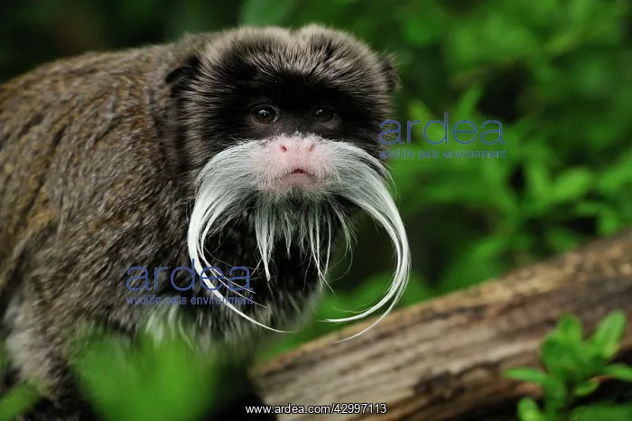 : Emperor Tamarin - portrait : Emperor Tamarin - portrait