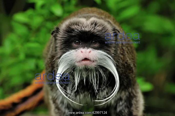 : Emperor Tamarin - portrait : Emperor Tamarin - portrait