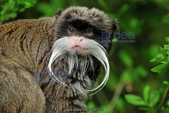 : Emperor Tamarin - portrait : Emperor Tamarin - portrait