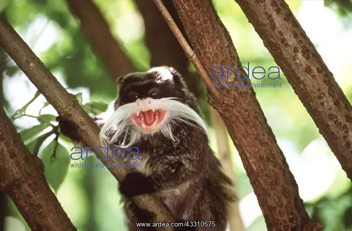 : EMPEROR TAMARIN - in tree calling : EMPEROR TAMARIN - in tree calling