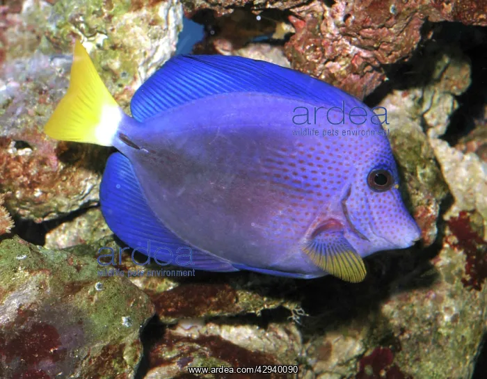 : Emperor tang : Emperor tang